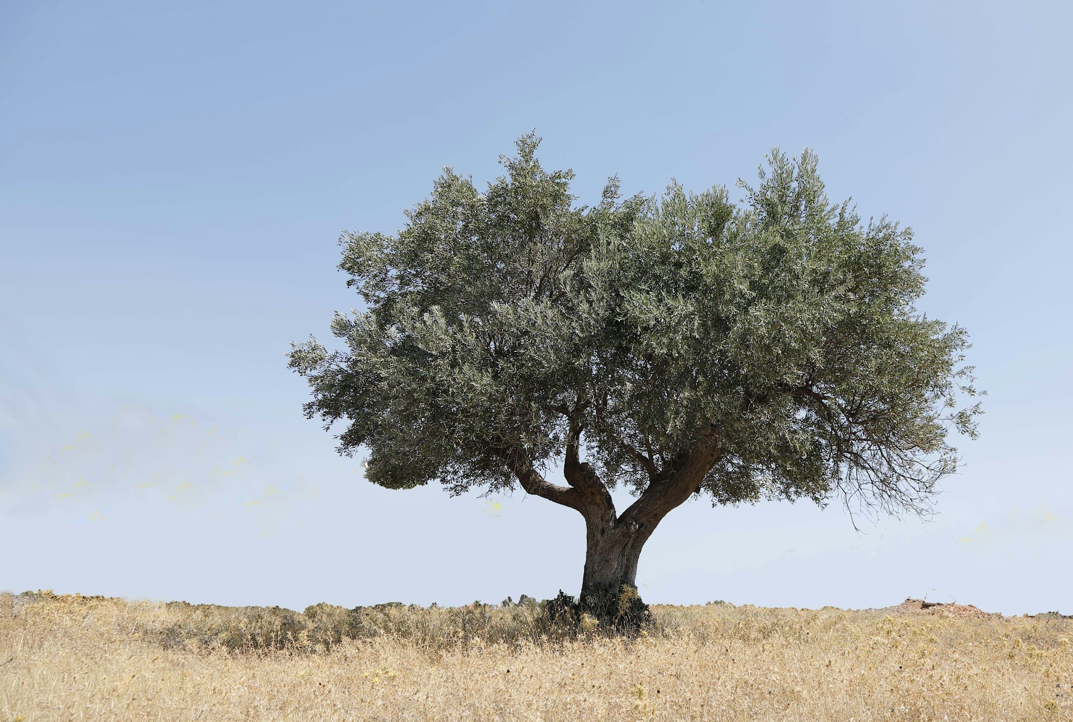 A lone olive tree in a field under a clear sky