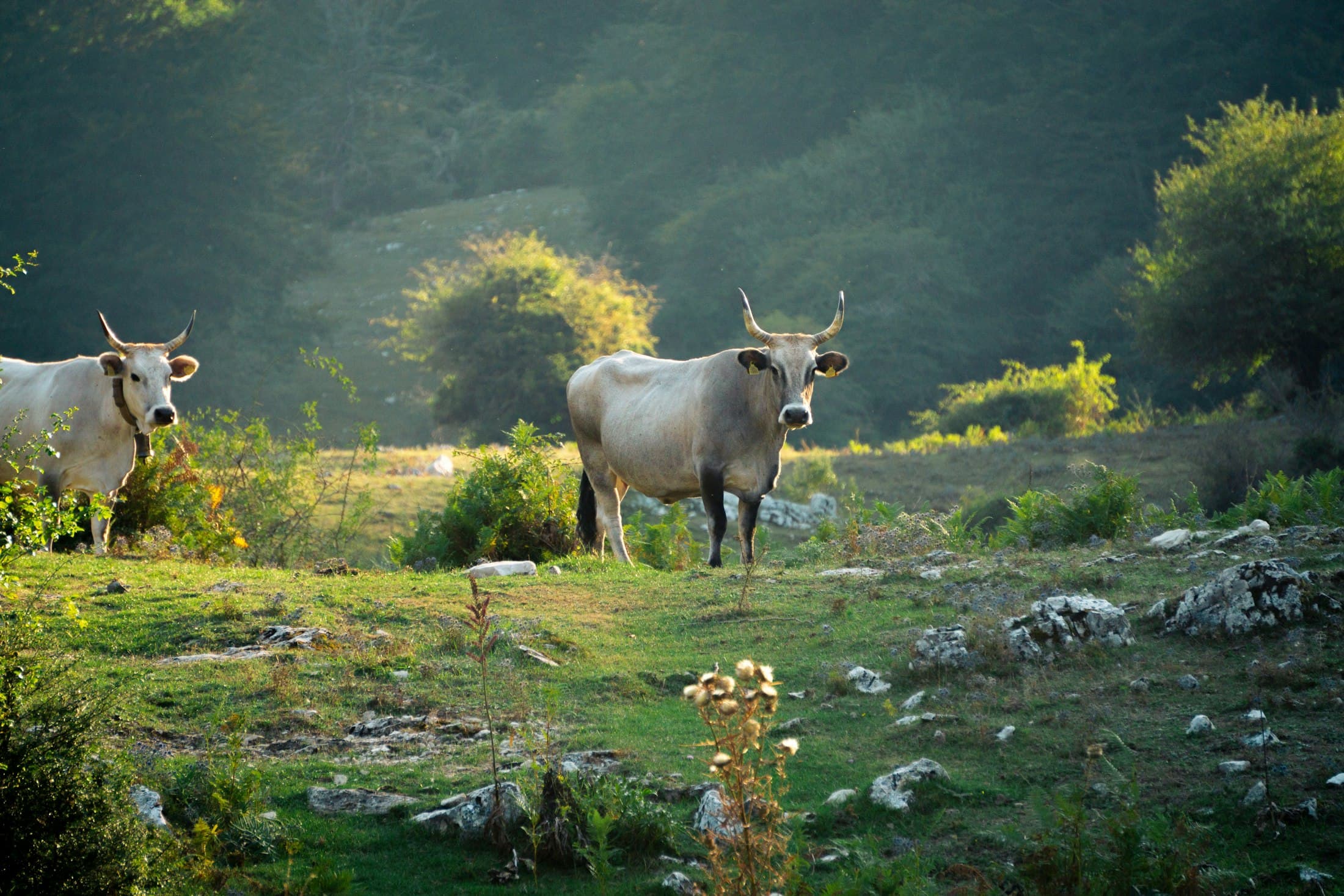 Cattle in a pasture bathed in warm evening light